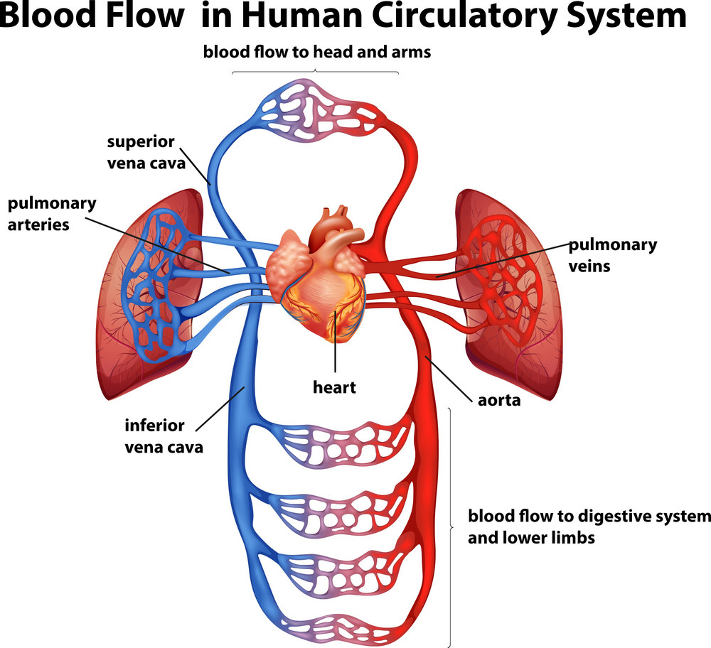 Blood Circulation