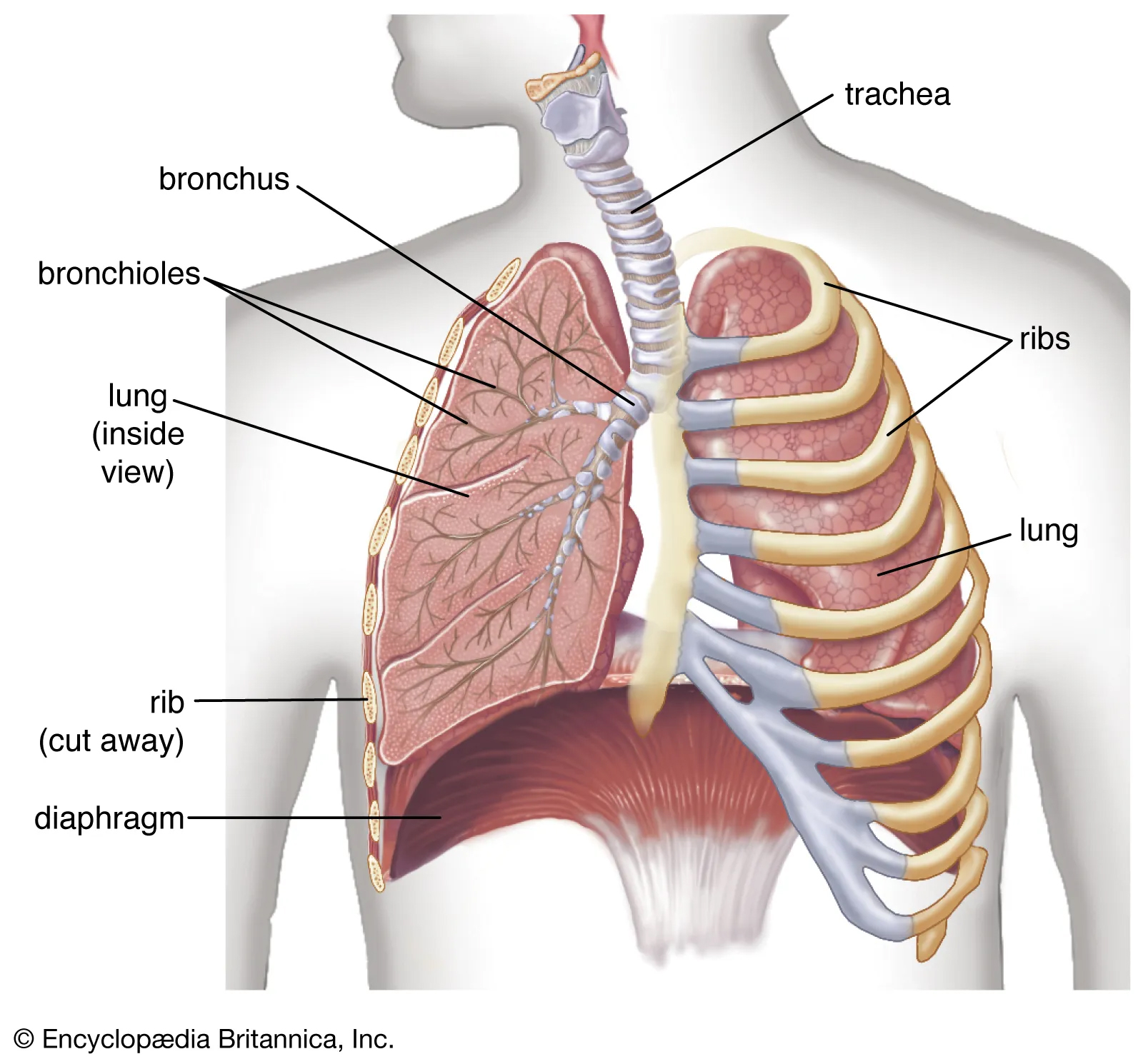 Lungs and Breathing