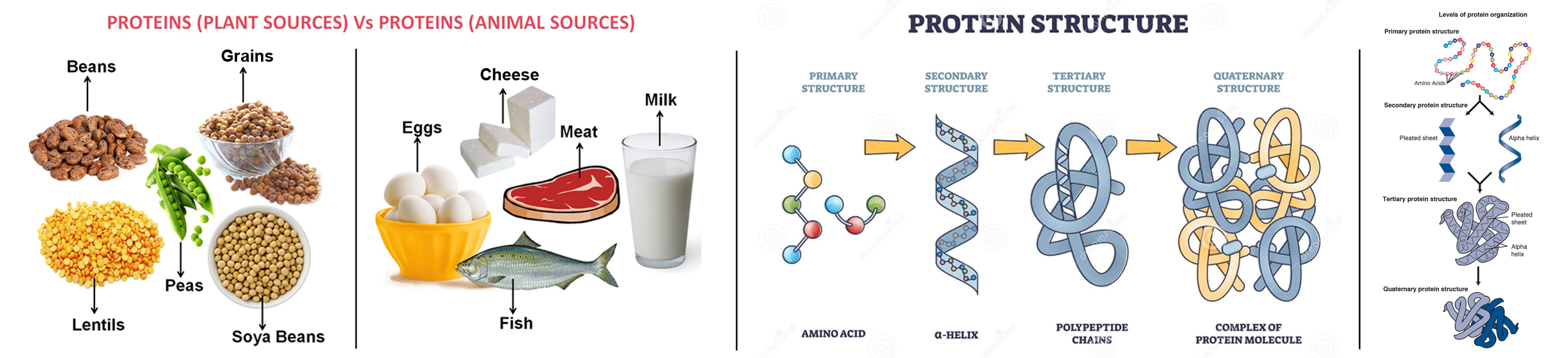 What are Proteins