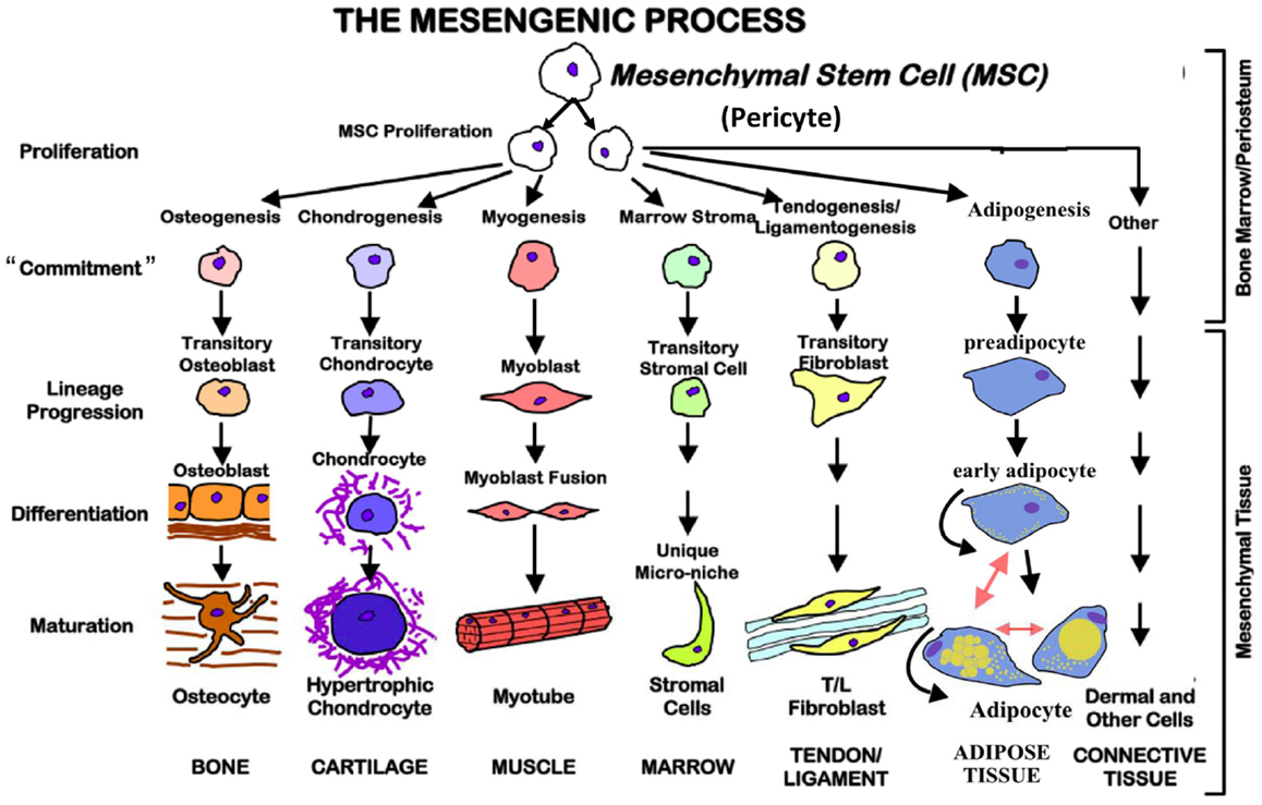 bone marrow mesenchymal stem cells